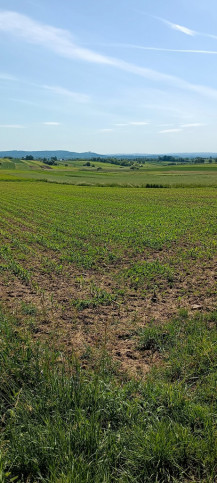 Działka Sprzedaż Morawica 3